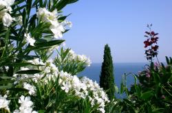 开云体育登录-非洲雄鹰终场绝杀枪手，亚洲一哥火力全开无人能挡—足球世界的多元光芒