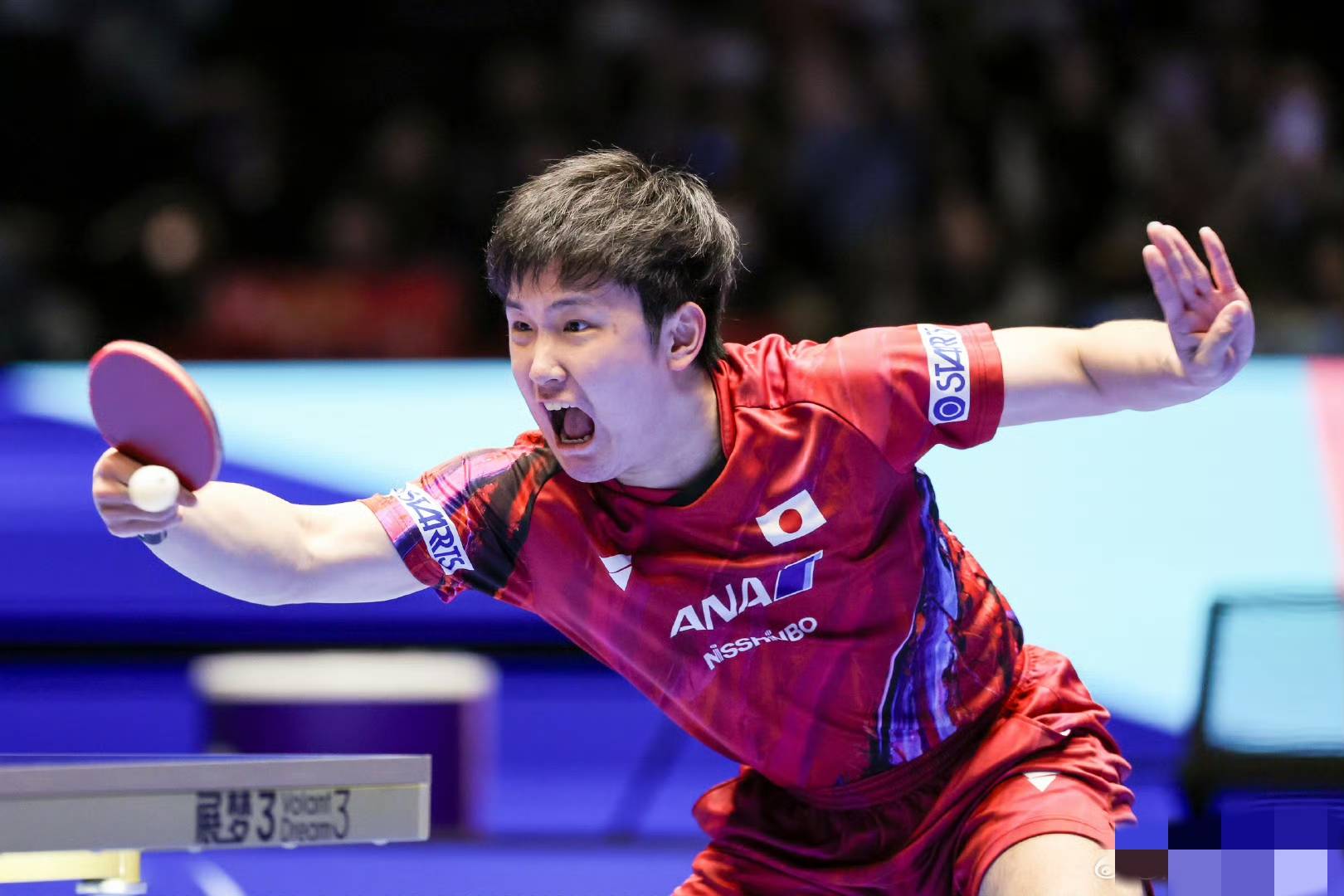 日本队险胜韩国队,张本智和关键制胜的简单介绍 日本队险胜韩国队,张本智和关键制胜的简单介绍