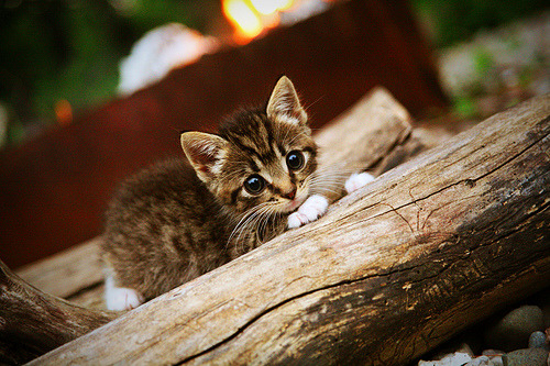 摩纳哥终结勒沃库森不败神话，卡拉斯科化身关键先生